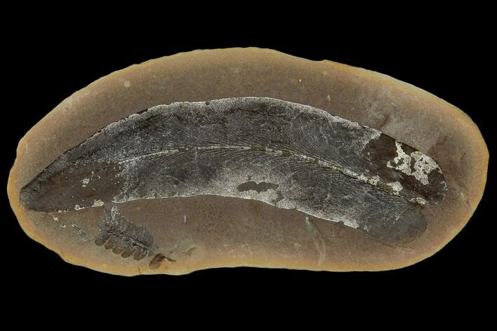 Fossil Fern (Macroneuropteris) - Illinois #114127